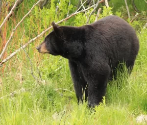 MT Black Bear Hunting