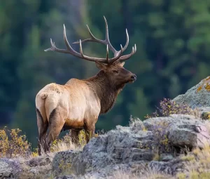 Montana Elk Hunting