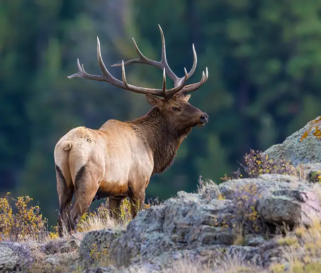 Montana Elk Hunting