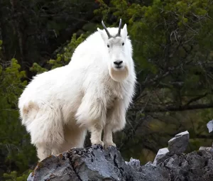 MT Hunting Mountain Goat