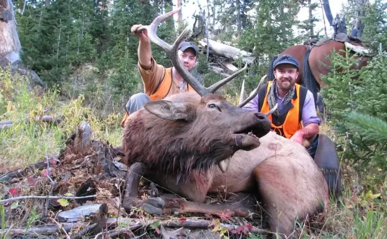 elk hunting montana