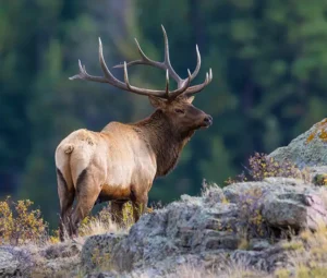 Montana Elk Hunting